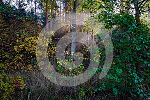 sun reys through autumn colored tree leaves