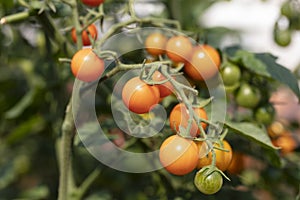Sun ripe tomatoes, growing on vine, in natural daylight
