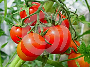 sun-ripened red tomatoes