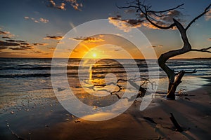 SUN RISE FROM BONEYARD BEACH, JACKSONVILLE,FL photo