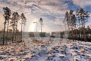 Sun rise over forest observing