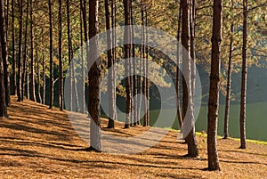 Sun rise at Pang-ung, Pine forest