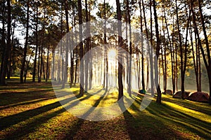 Sun rise at Pang-ung, Pine forest in Thailand. Popular place for Set up the tent, camping and travel