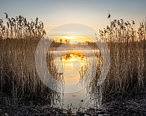 The sun rises between the reeds in a Wigan Flash local lake