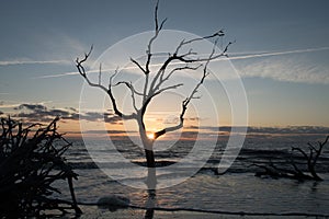 Sun rises through a tree branch at Driftwood beach off Jekyll Island