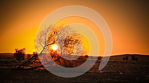 The sun rising through the branches of an acacia in the Sahara desert Ennedi, Chad