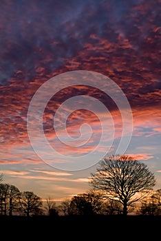 Sun rising at dawn creating a colurful red and golden sky over a group of trees in Winter