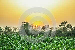 The sun rising over on a biggest Maize plants