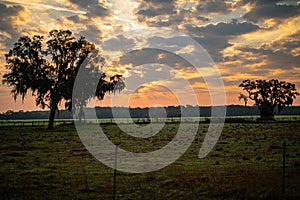 Sun Rising Over a Cattle Ranch