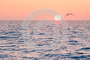 Sun rising over ocean horizon and flying seagull