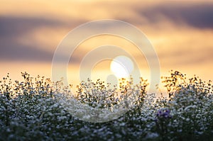 Sun rising over wild flower field