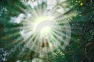 The sun`s rays through the branches of a pine tree. Beautiful natural forest green background with blurry background