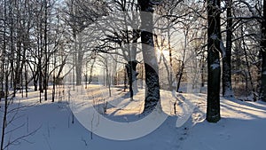 The sun's rays break through the bare trunks of trees and branches on a frosty day, a winter landscape in the forest