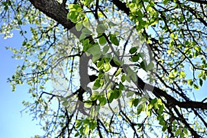 Sluníčka paprsky rozbít přes z kvetoucí hruška strom 