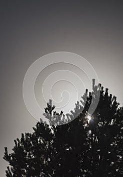 The sun\'s rays break through the branches and needles of a young pine tree against a cloudless sky