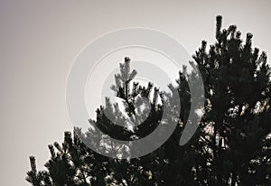 The sun's rays break through the branches and needles of a young pine tree against a cloudless sky