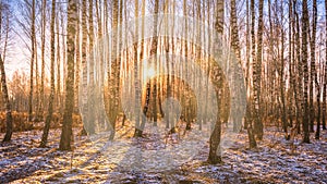 The sun`s rays breaking through the birches and the last non-melting snow on the ground in a birch forest in spring