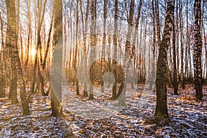 The sun`s rays breaking through the birches and the last non-melting snow on the ground in a birch forest in spring