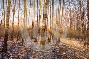 The sun`s rays breaking through the birches and the last non-melting snow on the ground in a birch forest in spring