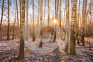 The sun`s rays breaking through the birches and the last non-melting snow on the ground in a birch forest in spring