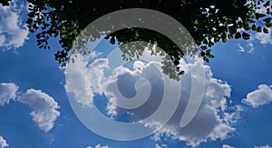 The sun's rays come from behind the tree branches