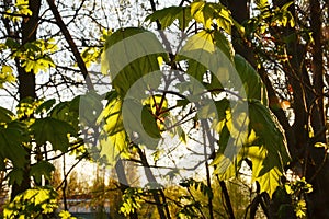 The sun`s rays dawn illuminate the green leaves of young maple. The concept of spring and rebirth