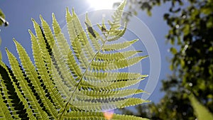 The sun`s rays and glare pass through a fern leaf that sways in the wind against a blue sky. The sun shines through the structure