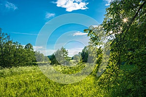 The sun`s rays in the green leaves of the tree.