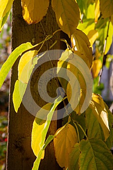 The sun`s rays illuminate the autumn foliage