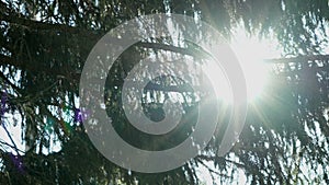 The sun`s rays illuminate the fir trees branches