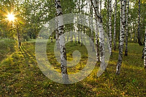 The sun`s rays illuminate the grass in the birch grove in the forest