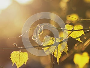 The sun`s rays make their way through the leaves of grapes