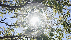 The sun`s rays make their way through leaves of tropical tree. Beautiful lens flare. Warm sunny day. Slow motion.