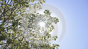 The sun`s rays make their way through leaves of tropical tree. Beautiful lens flare. Warm sunny day. Slow motion.