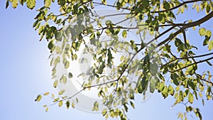 The sun`s rays make their way through leaves of tropical tree. Beautiful lens flare. Warm sunny day. Slow motion.