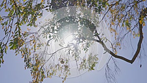 The sun`s rays make their way through leaves of tropical tree. Beautiful lens flare. Warm sunny day. Slow motion.