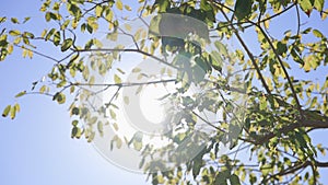 The sun's rays make their way through leaves of tropical tree. Beautiful lens flare. Warm sunny day. Slow motion.