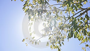 The sun's rays make their way through leaves of tropical tree. Beautiful lens flare. Warm sunny day. Slow motion.