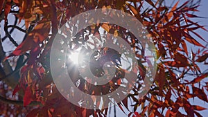 The sun`s rays make their way through leaves of tropical tree with red leaves. Beautiful lens flare. Warm sunny day