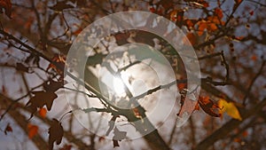 The sun's rays make their way through leaves of tropical tree with red leaves. Beautiful lens flare. Warm sunny day