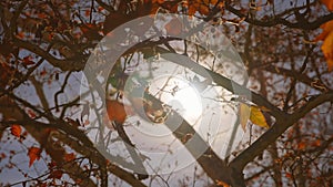 The sun's rays make their way through leaves of tropical tree with red leaves. Beautiful lens flare. Warm sunny day