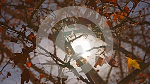 The sun's rays make their way through leaves of tropical tree with red leaves. Beautiful lens flare. Warm sunny day