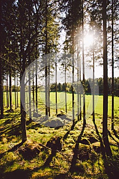 Sun`s rays make their way through the trunks of trees in a pine forest