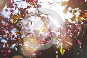 The sun`s rays pass through a flowering sakura branch