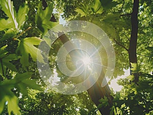 The sun's rays pass through the foliage of the tree in the forest