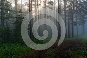 The sun's rays in a pine forest