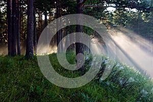 The sun's rays in a pine forest