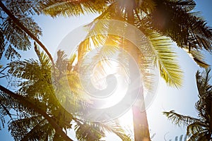 The sun rays shine directly into the camera through the green leaves and branches of tall tropical palm trees. Against the