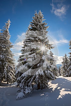 Sun`s rays shine through the snow-covered fir branches