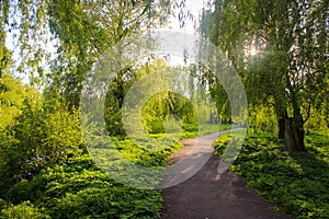 The Sun`s Rays Are Shining Through The Trees In An Ancient Park